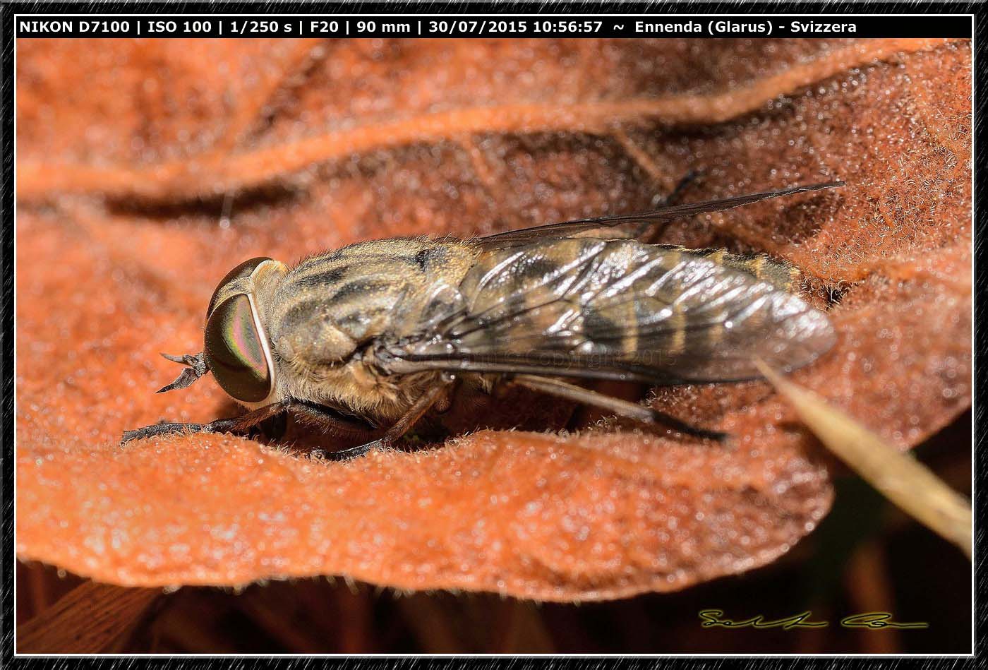 Tabanus bromius (Tabanidae)